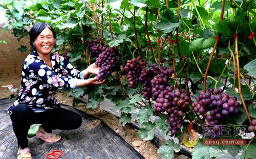 宁陵：工作队热心帮扶 种植户喜笑颜开